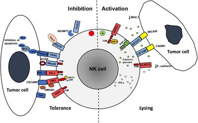 Cross-Talk Between Tumor Cells Undergoing Epithelial to Mesenchymal Transition and Natural Killer Cells in Tumor Microenvironment in Colorectal Cancer